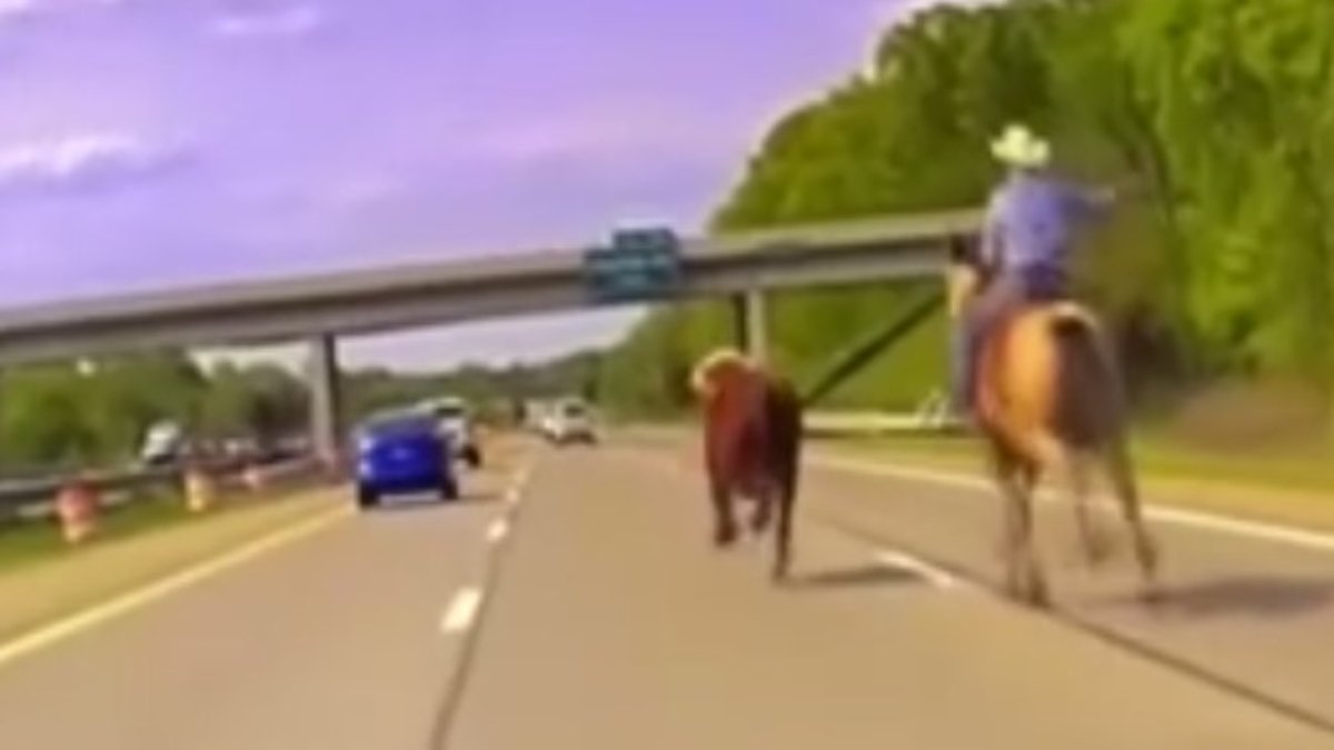 In the USA, the cow escaped, the cowboy chased