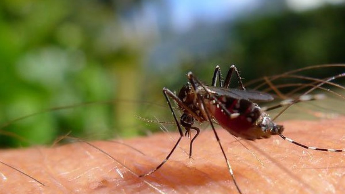 Global warming could increase diseases transmitted by mosquitoes