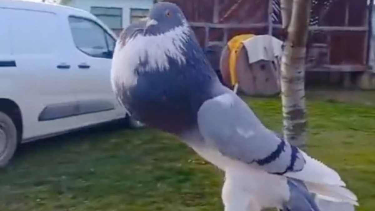 The ‘mutant pigeon’ that social media is talking about