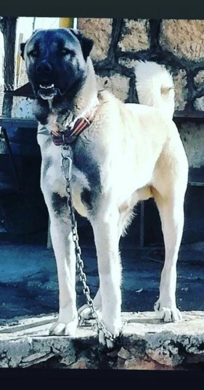 Kangal köpeği çalan hırsız güvenlik kamerasına takıldı