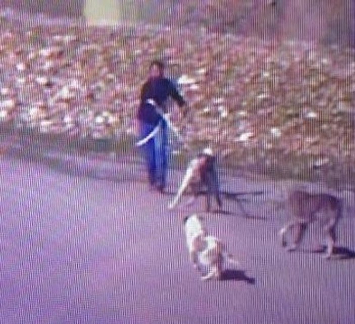 Kangal köpeği çalan hırsız güvenlik kamerasına takıldı