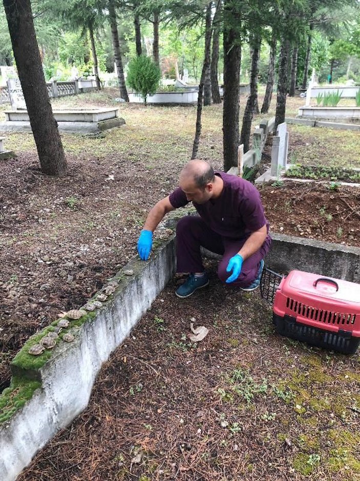 Mezarlıkta yan yana dizili 23 ölü kaplumbağa bulundu