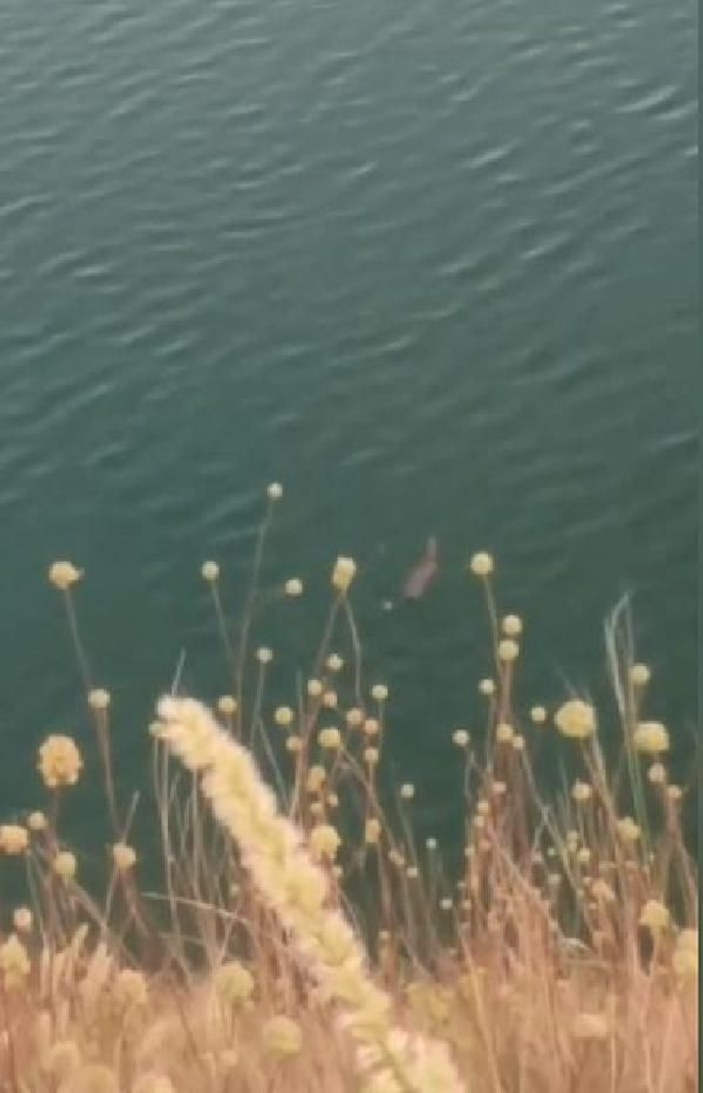 Baraj gölünde su samuru görüntülendi