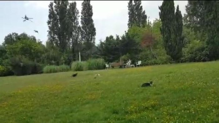 Kedilerle kargaların yavru karga için mücadelesi