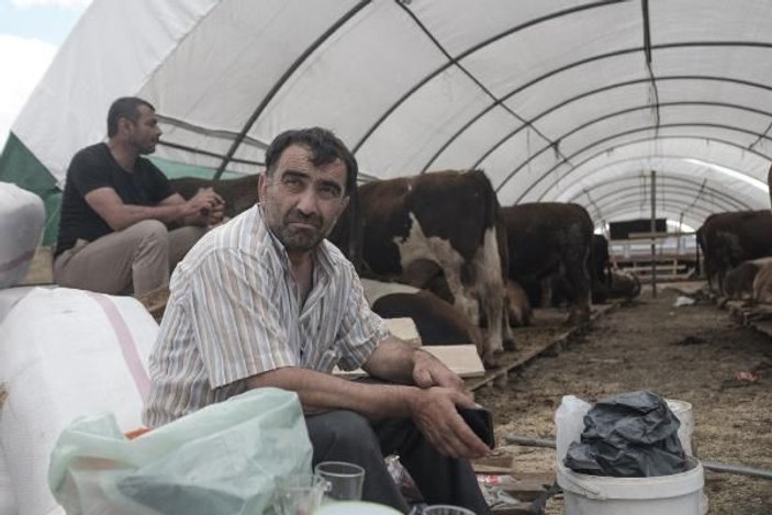 İstanbul'a getirilen kurbanlıklar pazarlarda yerlerini alıyor -10