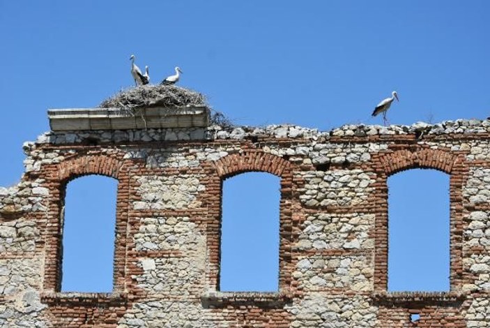 Edirne'de tarihi binalar leyleklerin yuvası oldu -3