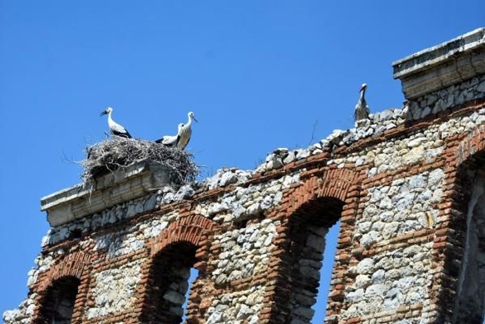 Edirne'de tarihi binalar leyleklerin yuvası oldu -4