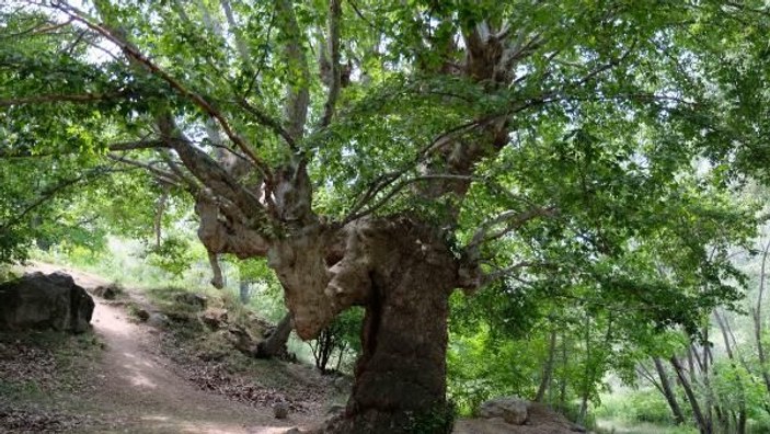870 yıllık anıt çınar ağaçları yazı tahtasına döndü -3