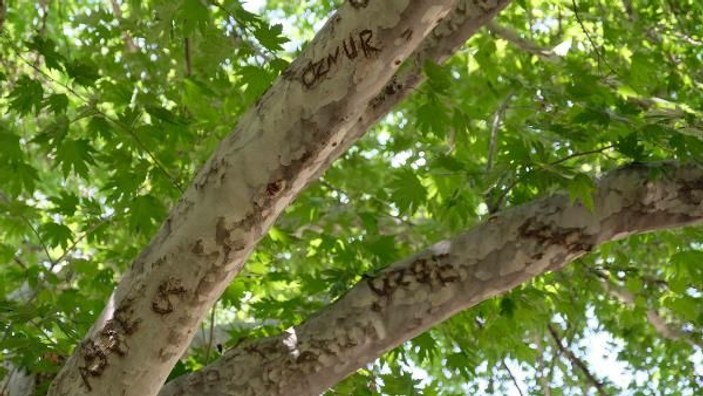 870 yıllık anıt çınar ağaçları yazı tahtasına döndü -9