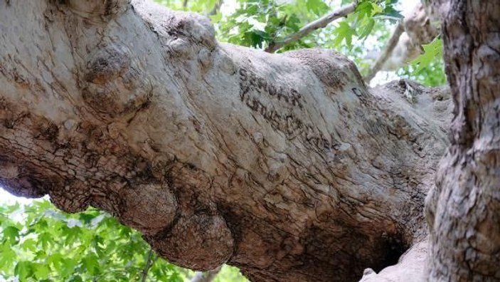 870 yıllık anıt çınar ağaçları yazı tahtasına döndü -10