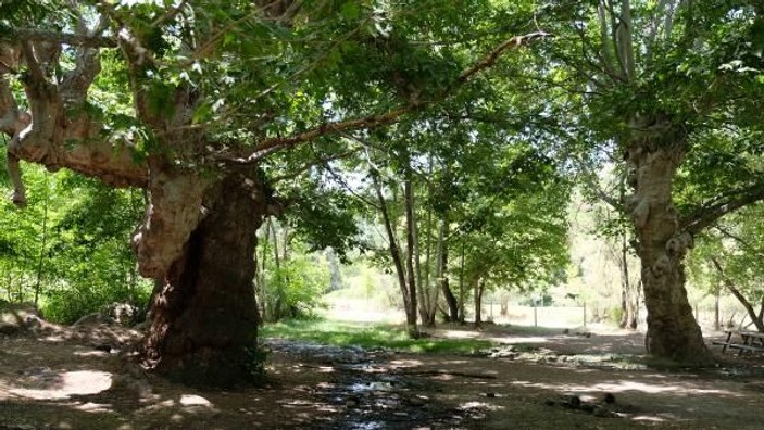 870 yıllık anıt çınar ağaçları yazı tahtasına döndü -6