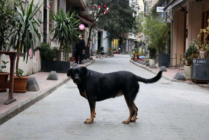 Beyoğlu'nda cep telefonu hırsızlığını köpek önledi... O anlar kamerada -5