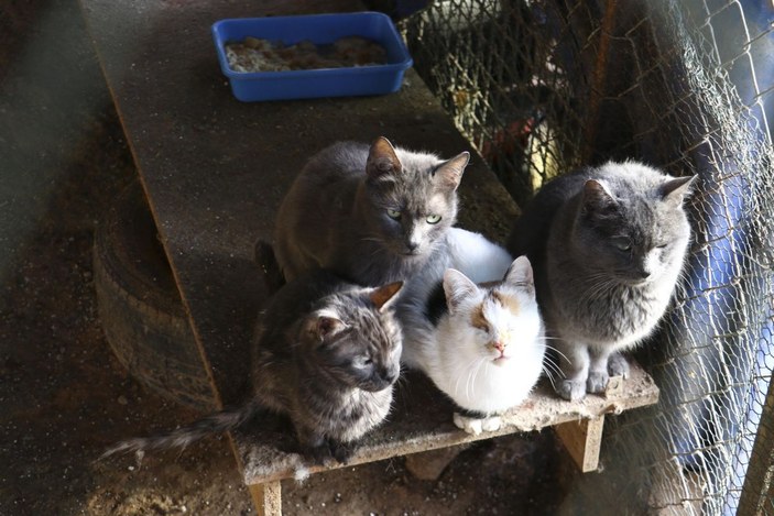 Ankara'da uygunsuz koşullarda beslenen hayvanlar kurtarıldı