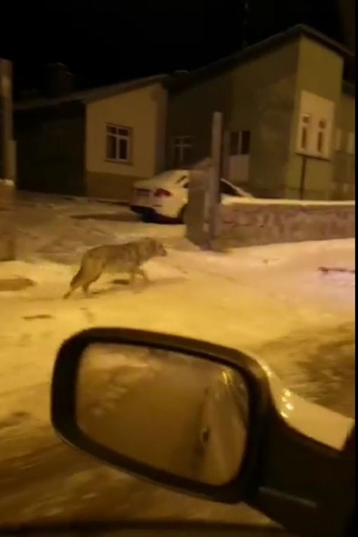 Aç kalan kurtlar Sarıkamış’a indi -1