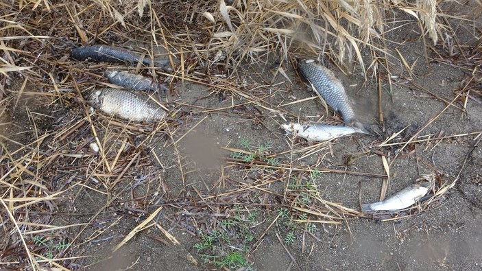 Çanakkale’de çay ile denizin birleştiği noktada balık ölümleri -3