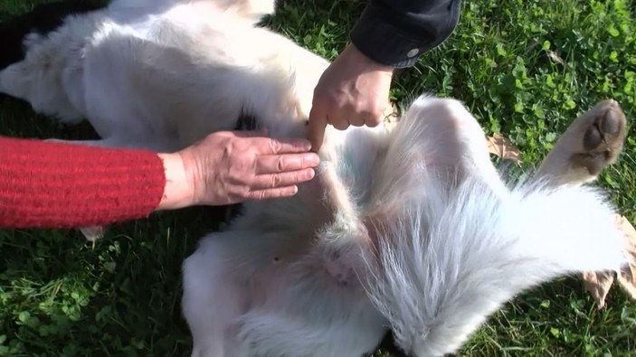 Pendik'te hayvanseverin köpeğe zarar verdiğini iddia ettiği kişiye tepkisi kamerada -2