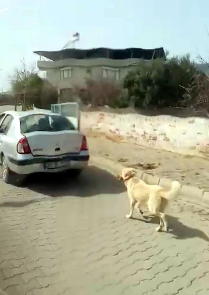 Köpeği iple otomobile bağlayarak çeken kadın sürücüye 1033 lira para cezası -3