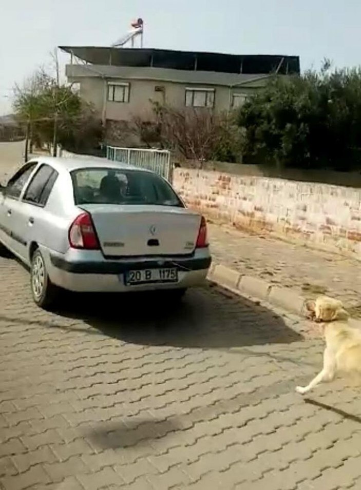 Köpeği iple otomobile bağlayarak çeken kadın sürücüye 1033 lira para cezası -2