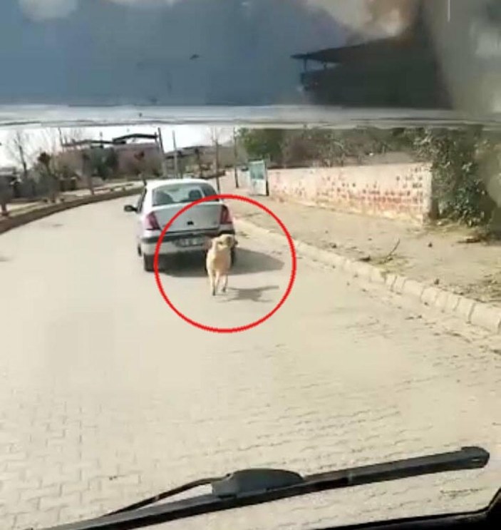 Köpeği iple otomobile bağlayarak çeken kadın sürücüye 1033 lira para cezası -1