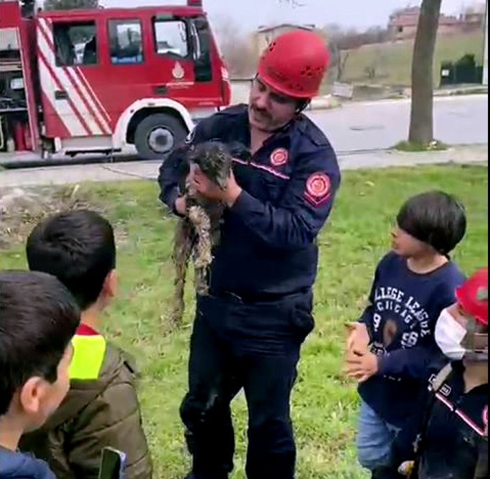 Avcılar’da çukura düşen  oğlak kurtarıldı -6