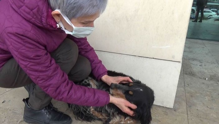 Köpeğine şiddet uyguladığı görüntüleri paylaşana açtığı davayı kaybetti -4
