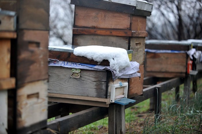 Mevsim normallerinin altındaki sıcaklık nedeniyle arı ölümleri arttı -9