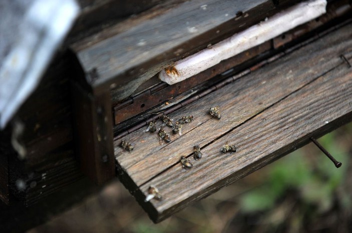 Mevsim normallerinin altındaki sıcaklık nedeniyle arı ölümleri arttı -2