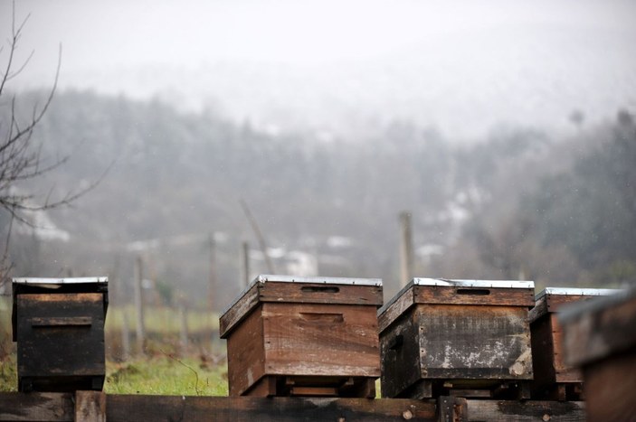 Mevsim normallerinin altındaki sıcaklık nedeniyle arı ölümleri arttı -10