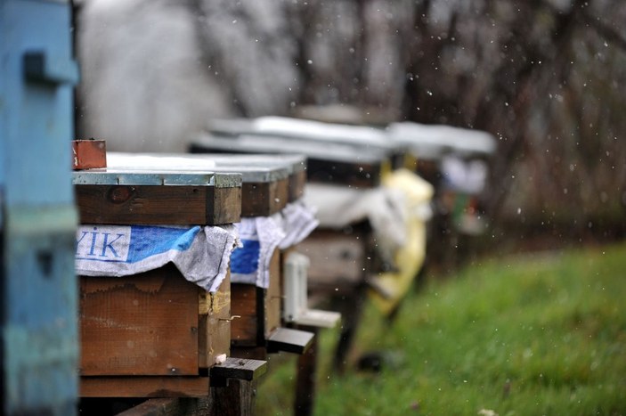 Mevsim normallerinin altındaki sıcaklık nedeniyle arı ölümleri arttı -4