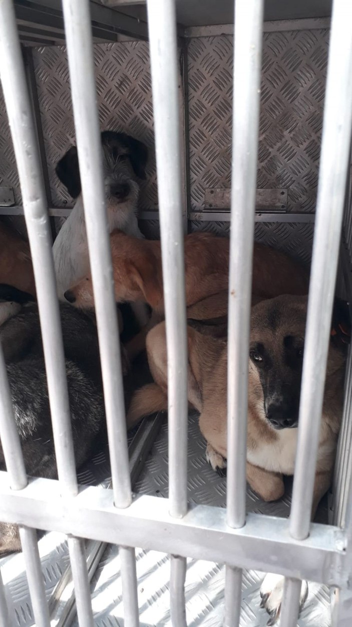 Bahçesinde 10 ölü köpek bulunan kadın adliyede -7