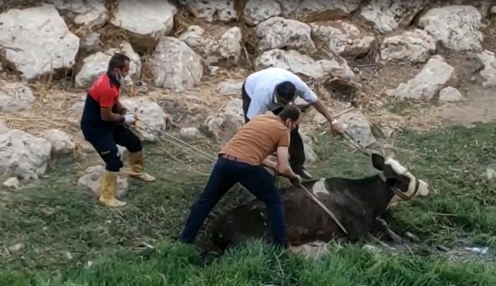 Çamura saplanan ineği itfaiye kurtardı -1