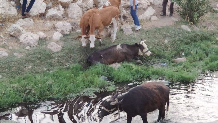 Çamura saplanan ineği itfaiye kurtardı -5