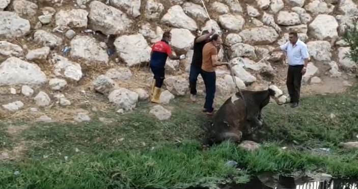 Çamura saplanan ineği itfaiye kurtardı -2