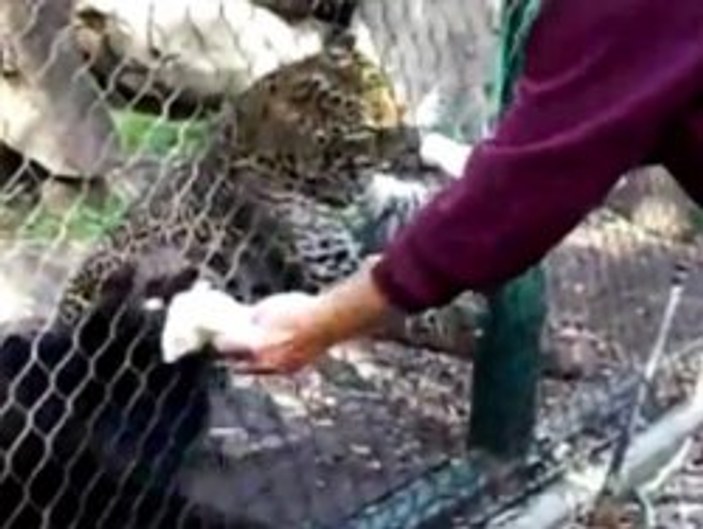 Leopara fare yedirirken elini kaptırdı - Video