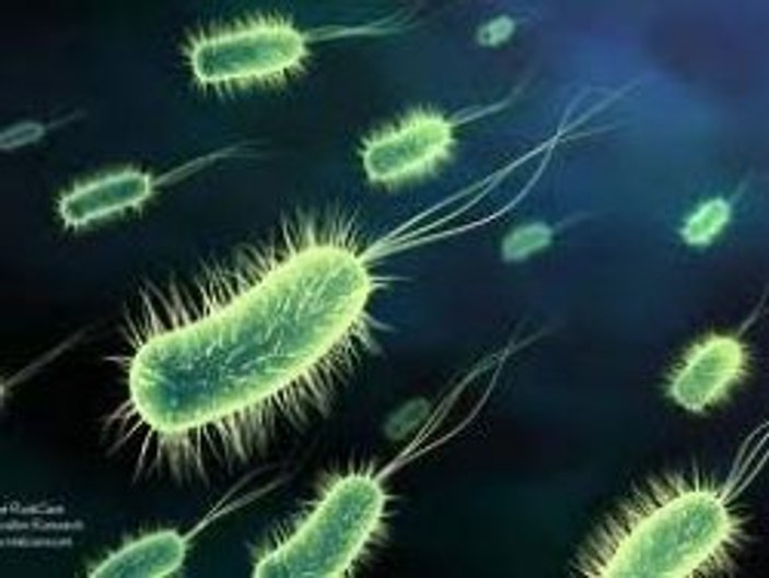 Antibiyotiklere dirençli bakteri bulundu