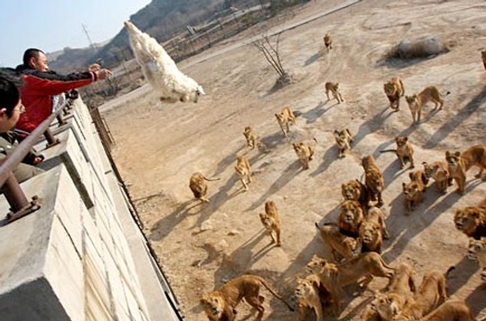 Keçileri canlı canlı aslanlara yem ettiler - Video
