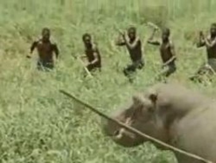 Afrika yerlilerinin vahşi av taktiği - Video