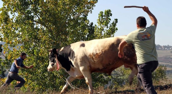 Tatbikat için getirilen boğa gerçekten kaçtı