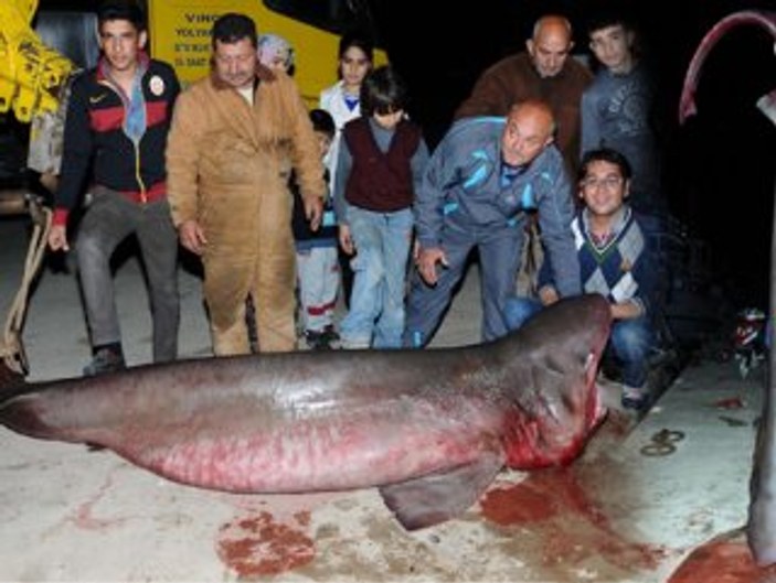 Mersin'de 4 metrelik köpekbalığı yakalandı