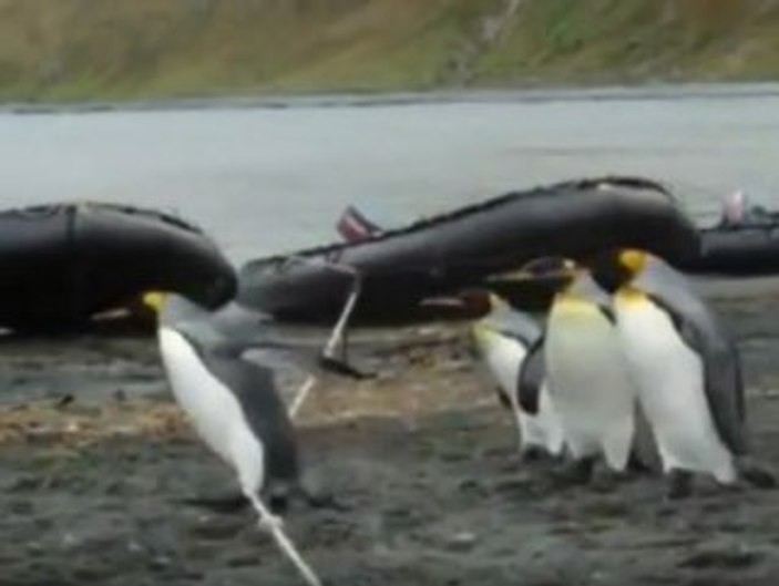 Penguenlerin iple imtihanı İZLE