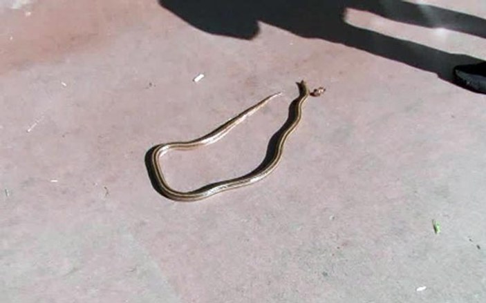 Beşiktaş'ta bir adam öldürdüğü yılanla iki saat tur attı