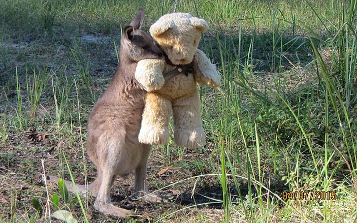 Yalnız kanguru oyuncak ayısından ayrılmıyor