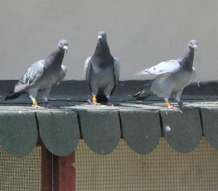 Güvercinler Konya'dan Eskişehir'e 7 saatte ulaştı