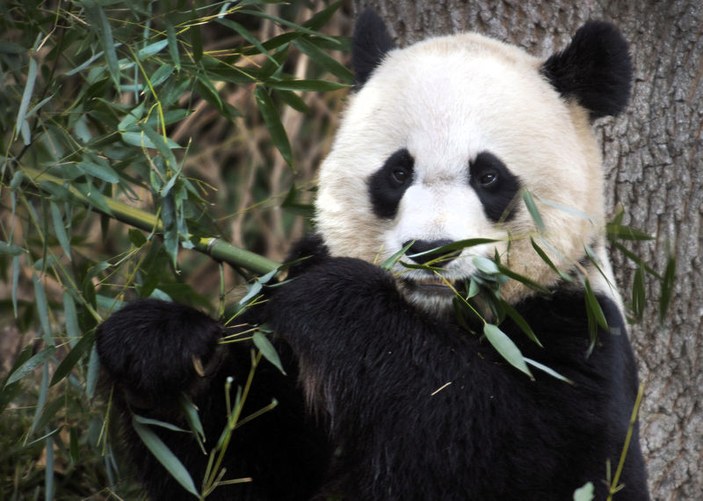 Annesinin emzirmediği yavru panda öldü