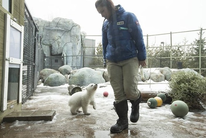 İlk kez karla tanışan yavru kutup ayısı