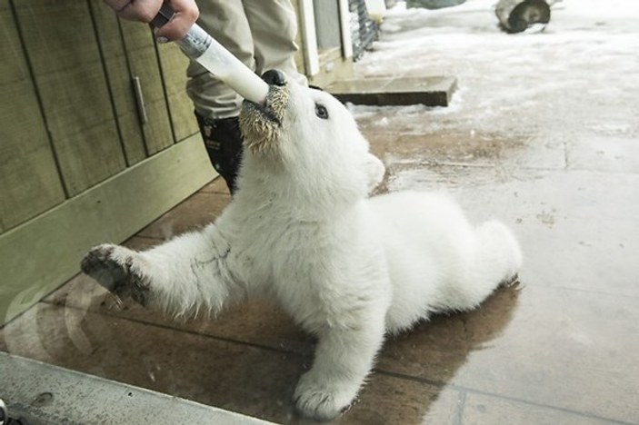 İlk kez karla tanışan yavru kutup ayısı