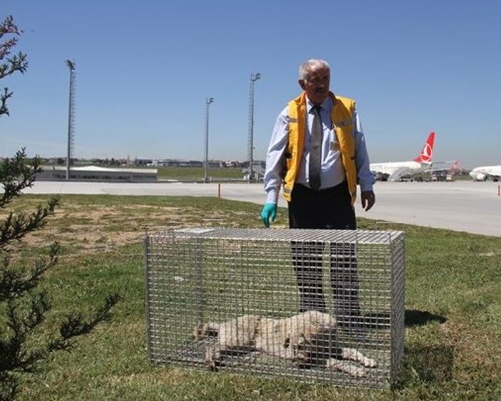 Havalimanında köpek timi