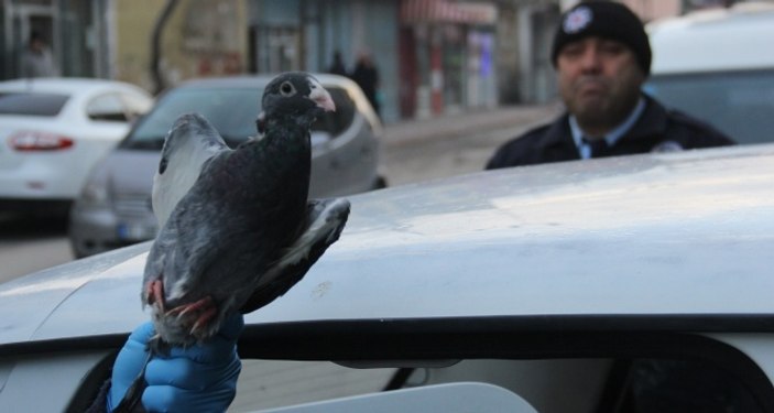 Adana'da otomobil çalan hırsızlar 30 güvercini gasp etti