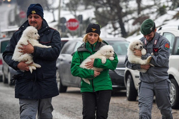 Çığ felaketinden 5 gün sonra 3 köpek yavrusu kurtarıldı