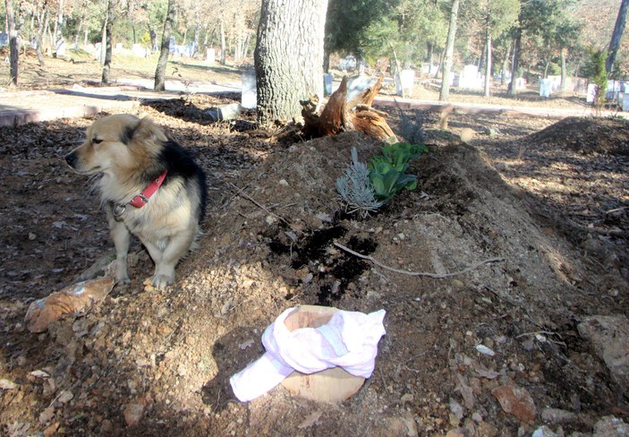 Köpek ölen sahibinin mezarına her gün gidiyor